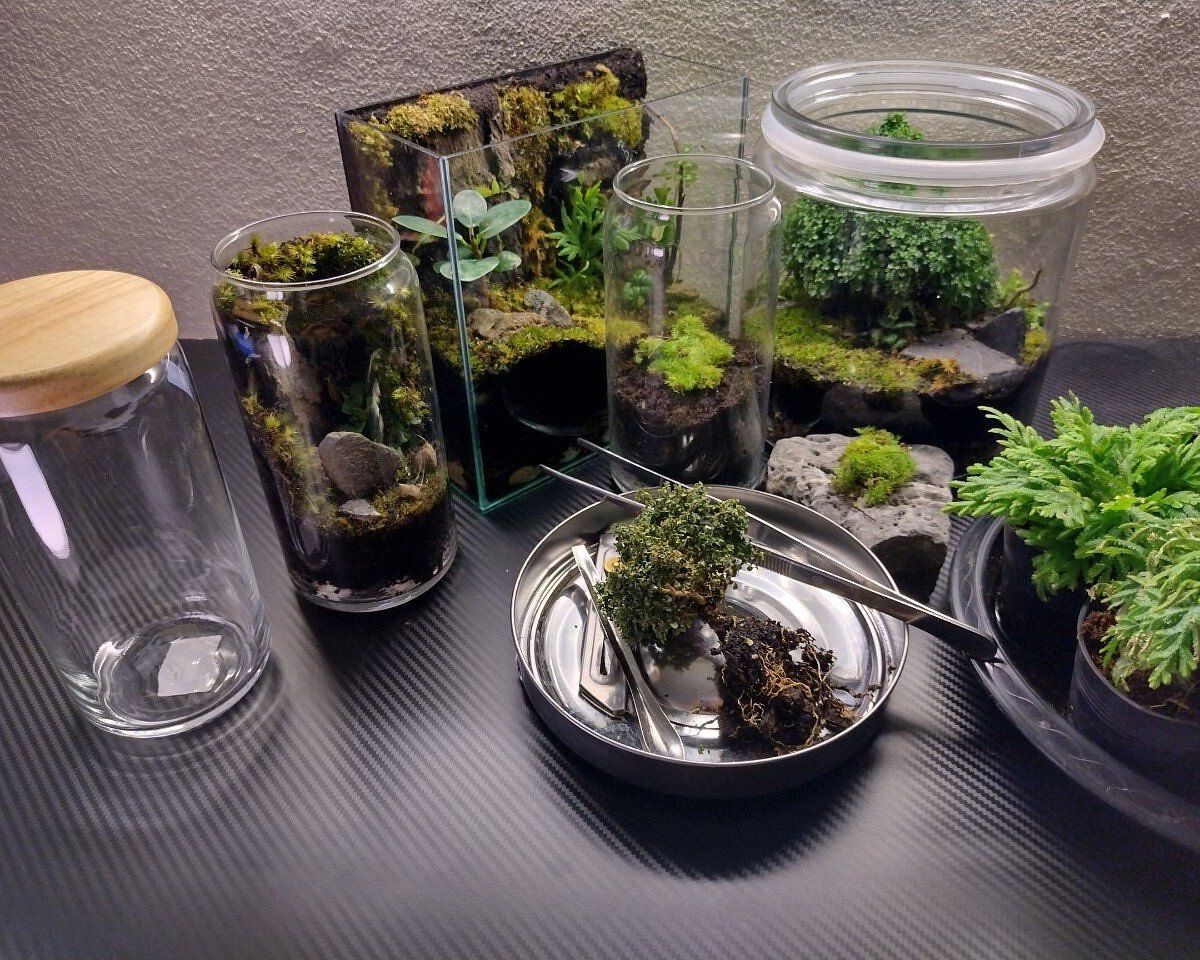 Terrarium Workshops: Why They’re A Trending Hobby In Singapore - Craft Labs, Singapore - 2026